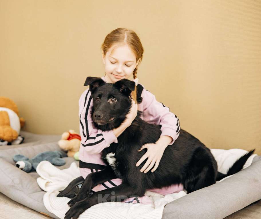 Собаки в Москве: Щенок бесплатно в Москве Девочка, Бесплатно - фото 3