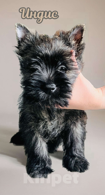 Собаки в Нижнем Новгороде: Керн-терьер Индис Девочка, 80 000 руб. - фото 4