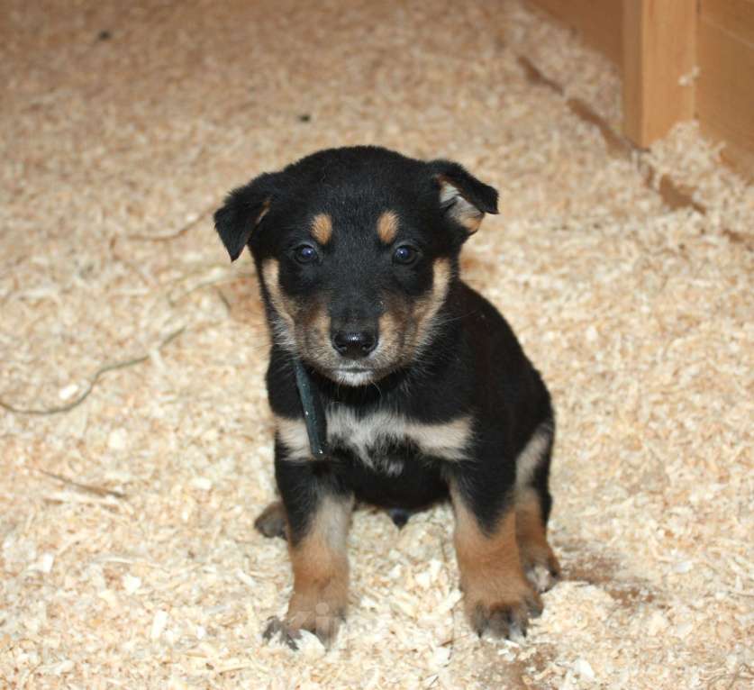 Собаки в Москве: Малыш Гоша ищет свою любимую семью  Мальчик, Бесплатно - фото 6