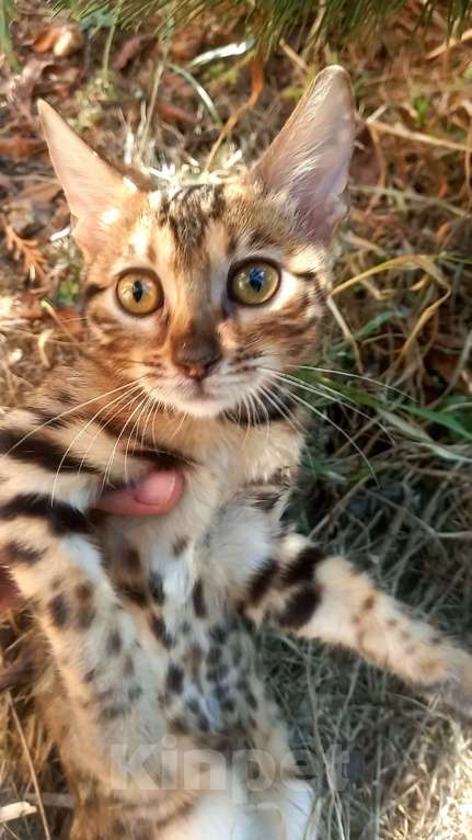 Кошки в Москве: Бенгальская девочка Девочка, 25 000 руб. - фото 4