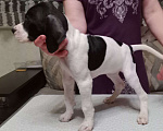 Собаки в Белгороде: Продаю щенков Английского пойнтера Девочка, 30 000 руб. - фото 6