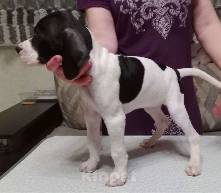 Собаки в Белгороде: Продаю щенков Английского пойнтера Девочка, 30 000 руб. - фото 6