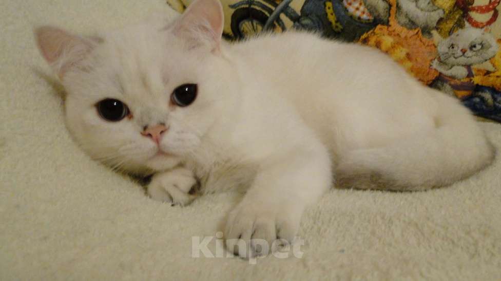 Кошки в Санкт-Петербурге: Купить шотландского плюшевого котенка Мальчик, 25 000 руб. - фото 1