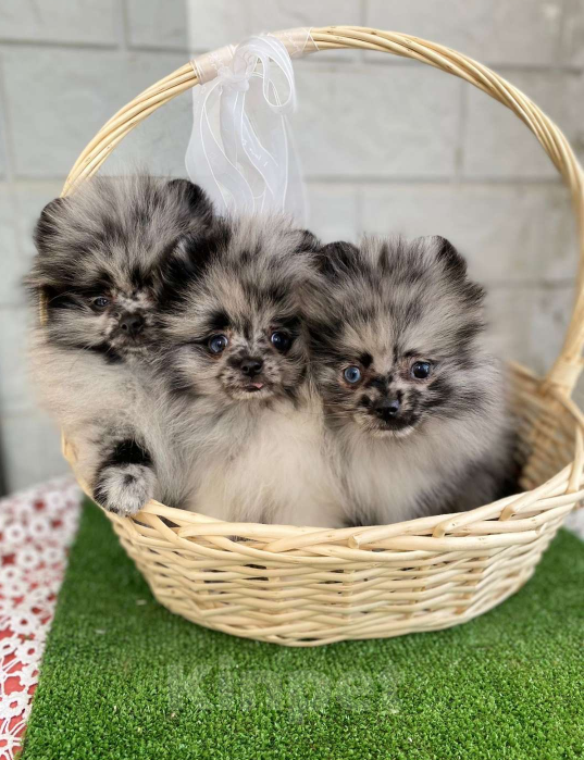 Собаки в Новороссийске: Мраморные малыши Померанского шпица Мальчик, Бесплатно - фото 2