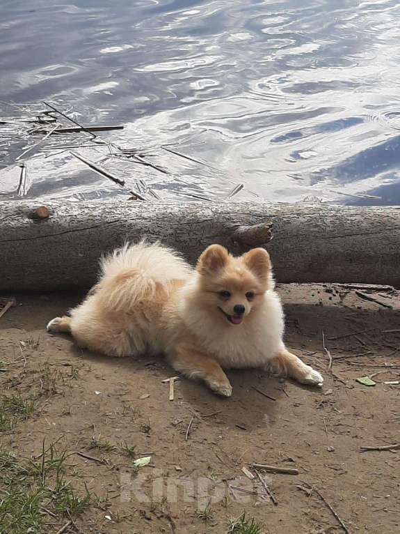 Собаки в Казани: Шпиц на вязку, 2 000 руб. - фото 1