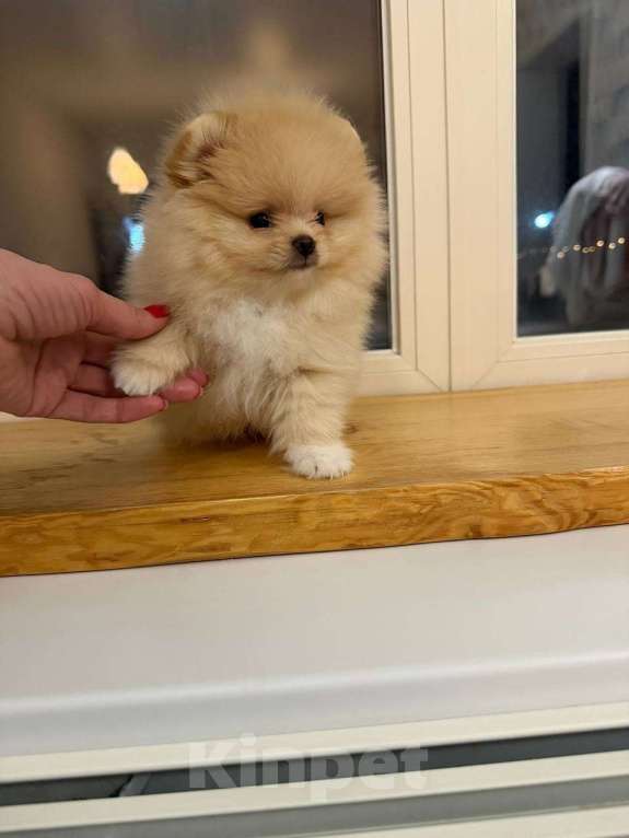 Собаки в Москве: микро щенок шпиц Мальчик, 85 555 руб. - фото 7