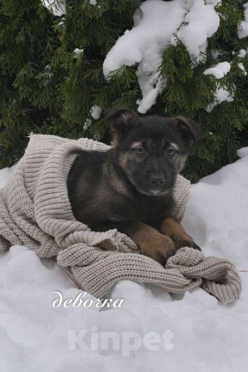 Собаки в Москве: Семь замечательных щеночков ищут дом. Девочка, Бесплатно - фото 7