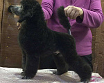 Собаки в Озерске: Щенки среднего пуделя серого окраса. Мальчик, Бесплатно - фото 1