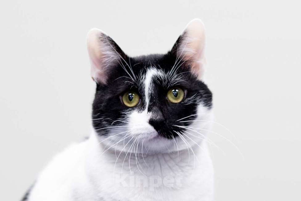 Кошки в Москве: котик Мурзик в добрые руки Мальчик, Бесплатно - фото 5