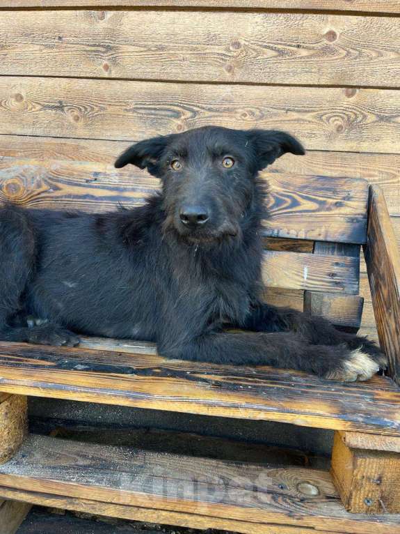 Собаки в Владимире: Собака бесплатно Девочка, Бесплатно - фото 4