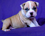 Собаки в Владимире: Американскиц булли. Щенки Разнополые, 80 000 руб. - фото 4