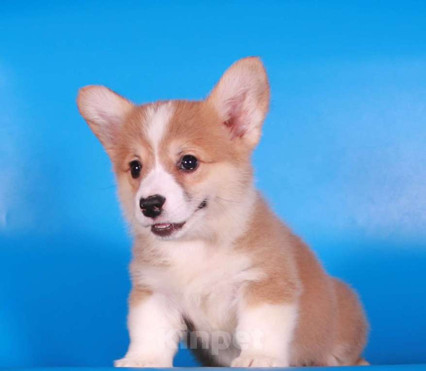 Собаки в Москве: вельш корги пемброк щенок от чемпиона Мальчик, 80 000 руб. - фото 6