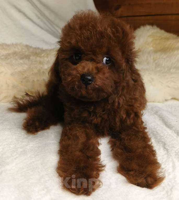 Собаки в Москве: щенок Китайский тедди пудель (Teddy Bear) Мальчик, 150 000 руб. - фото 2