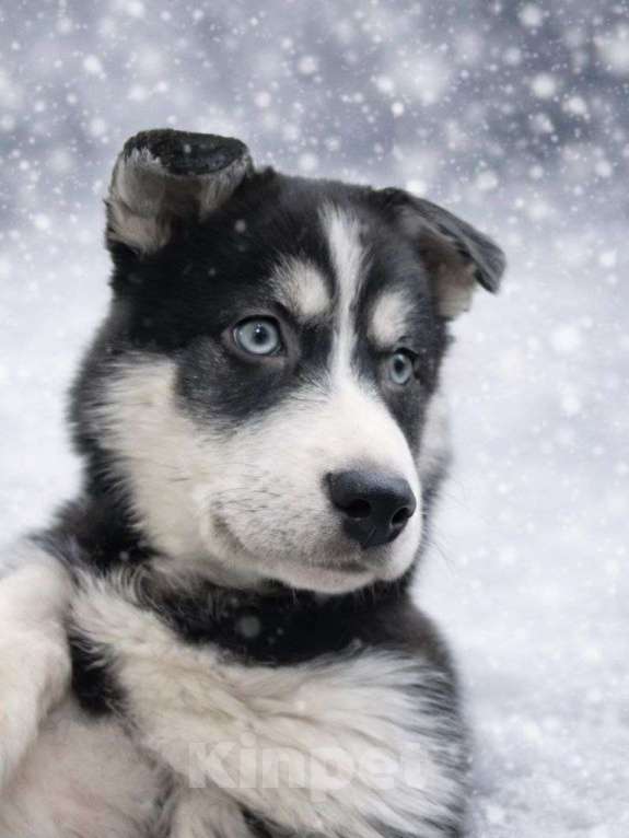 Собаки в Москве: Алена,якутенок  Девочка, Бесплатно - фото 2