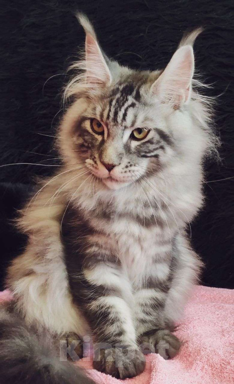 Кошки в Казани: Котик Арон Мальчик, Бесплатно - фото 4