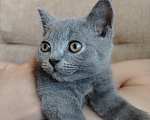 Кошки в Североморске: Продам Шотландского прямоухого котенка Мальчик, 17 000 руб. - фото 2