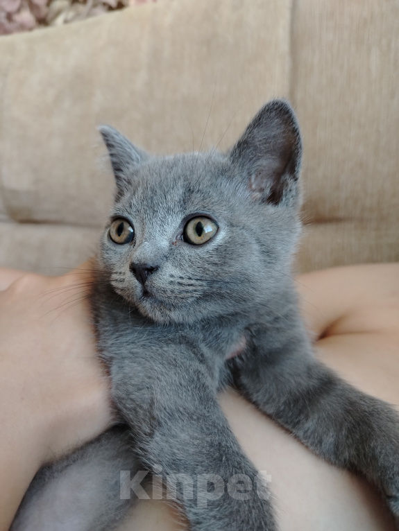 Кошки в Североморске: Продам Шотландского прямоухого котенка Мальчик, 17 000 руб. - фото 2
