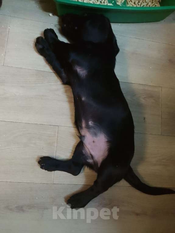 Собаки в Великом Новгороде: Отдам в добрые руки Мальчик, Бесплатно - фото 4