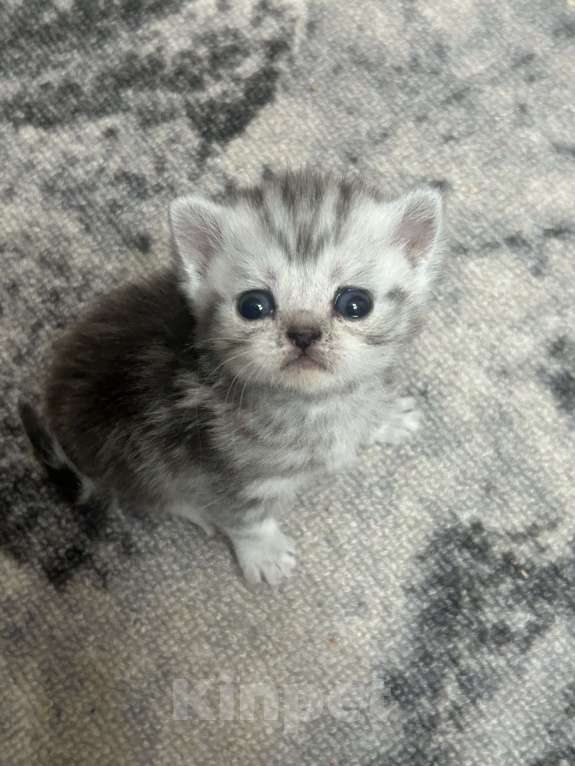 Кошки в Чебоксарах: Котята  Девочка, 4 500 руб. - фото 4