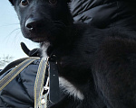 Собаки в Астрахани: Щенок в добрые руки Мальчик, Бесплатно - фото 3
