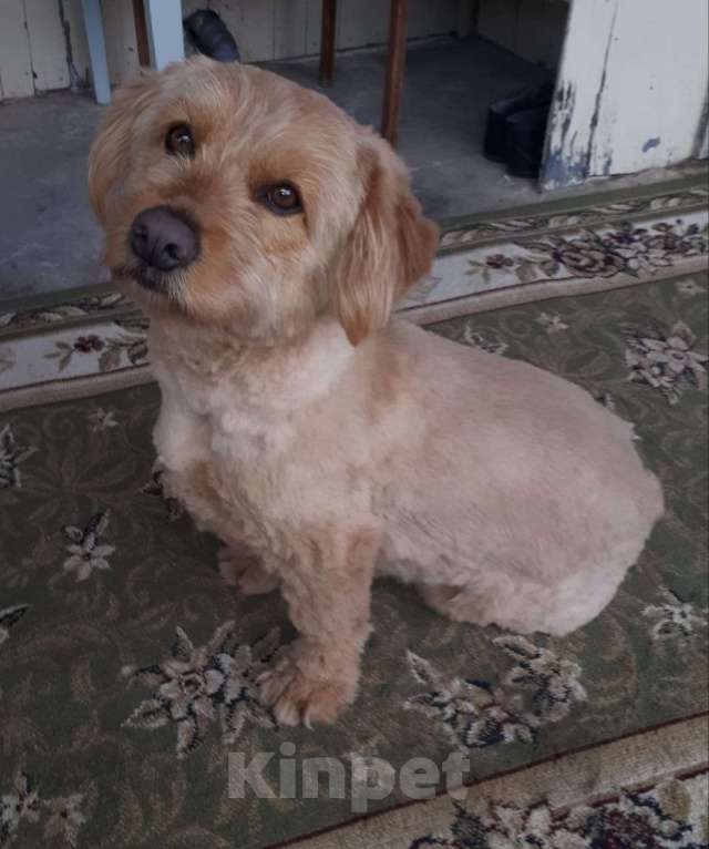 Собаки в Краснодаре: Розовый пёс в очень добрые руки Мальчик, 555 руб. - фото 7