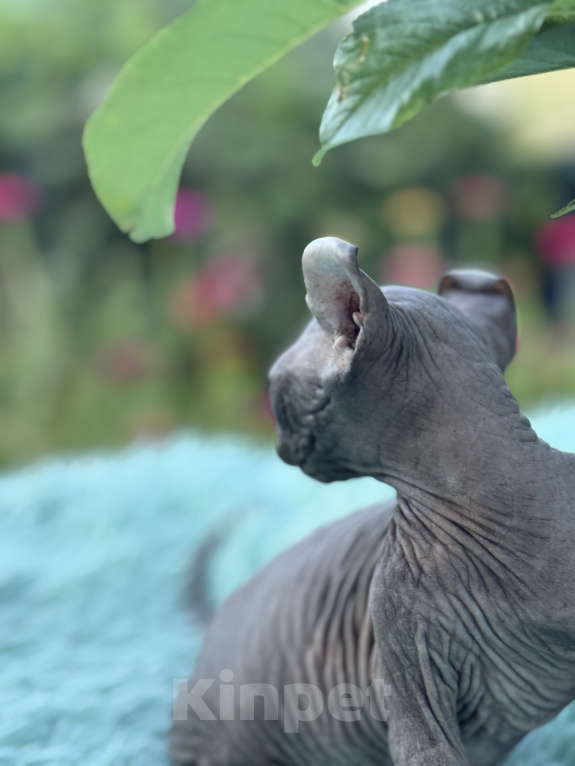 Кошки в Воронеже: Котенок породы Двельф мальчик Мальчик, Бесплатно - фото 6