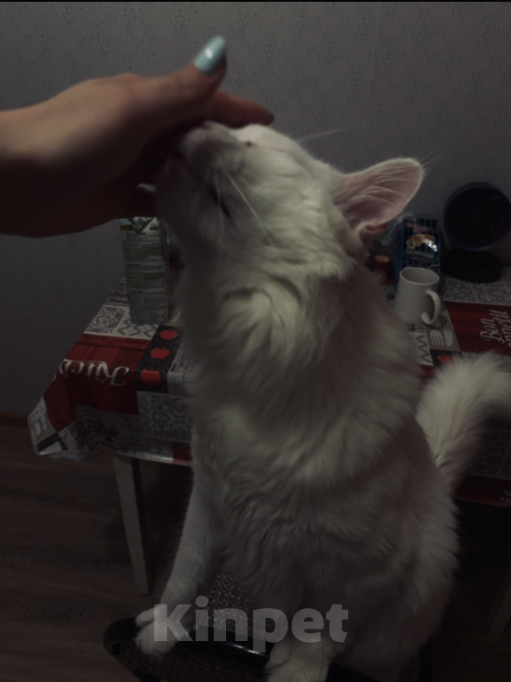 Кошки в Химках: Кот Мейн-Кун ищет заботливых хозяев Мальчик, 10 000 руб. - фото 3