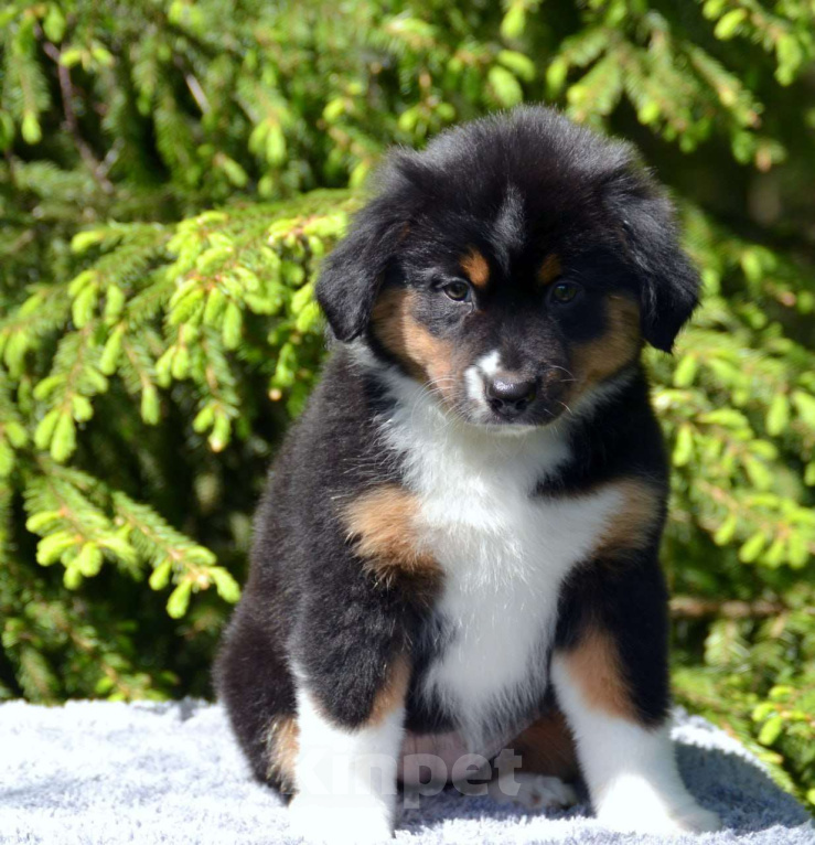 Собаки в Москве: Щенки миниатюрной Американской овчарки  Девочка, 150 000 руб. - фото 3