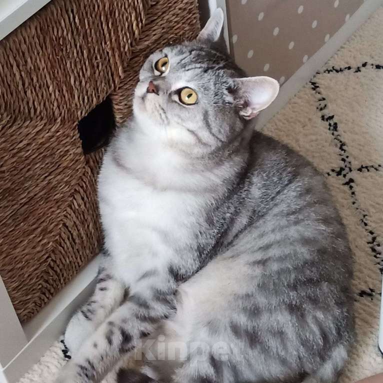 Кошки в Стерлитамаке: Ваш будущий кот Мальчик, Бесплатно - фото 7