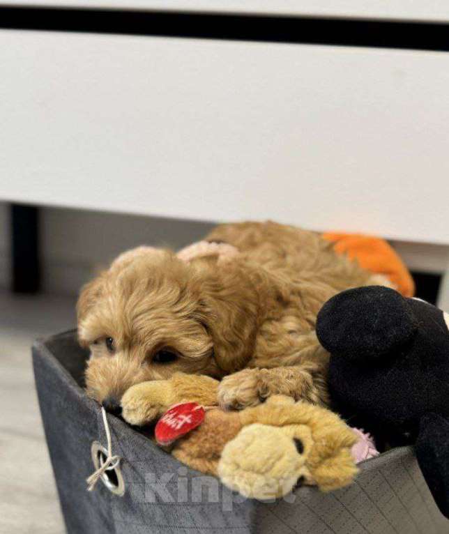 Собаки в Самаре: Мальтипу щенки 3 месяца Разнополые, 29 000 руб. - фото 1