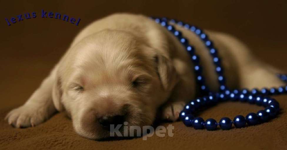 Собаки в Москве: Щенки золотистого ретривера Мальчик, 100 000 руб. - фото 2