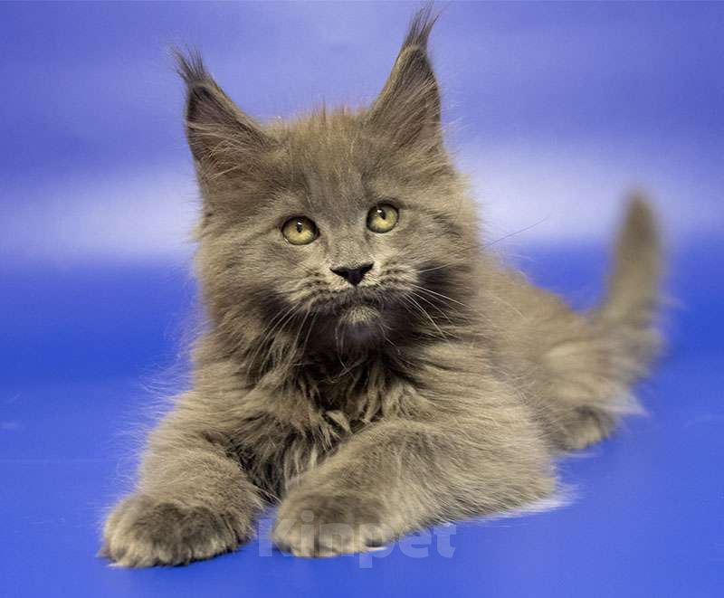 Кошки в Москве: Мейн кун котенок Мальчик, Бесплатно - фото 3