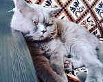 Кошки в Краснодаре: Вязка с британским котом, 1 500 руб. - фото 4