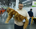 Кошки в Малмыже: Котята Мейн кун, 30 000 руб. - фото 1