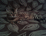 Кошки в Семенове: кот на вязку, 3 000 руб. - фото 4