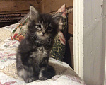 Кошки в Кувшиново: Котята мейн кун, 10 000 руб. - фото 4