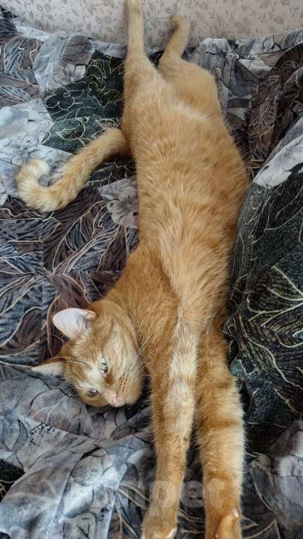 Кошки в Владимире: Отдам в хорошие, добрые руки Мальчик, Бесплатно - фото 4