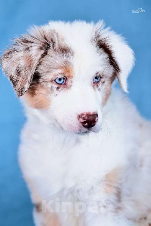 Собаки в других городах Новосибирской области: Щенки австралийской овчарки Девочка, Бесплатно - фото 1