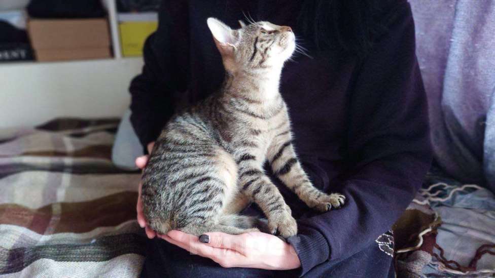 Кошки в Москве: котенок Корнишон ищет дом Мальчик, Бесплатно - фото 6