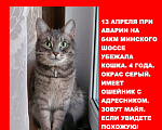 Кошки в Москве: ПРОПАЛА КОШКА!!! ПОМОГИТЕ!!! Девочка, 10 000 руб. - фото 2