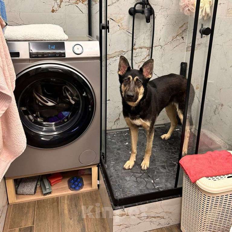 Собаки в Москве: Бруну выкинули хозяева, потому что она оказалась "недостаточно породистая".. 💔 Девочка, Бесплатно - фото 5