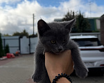 Кошки в Подольске: Отдам котенка в добрые руки Девочка, Бесплатно - фото 3