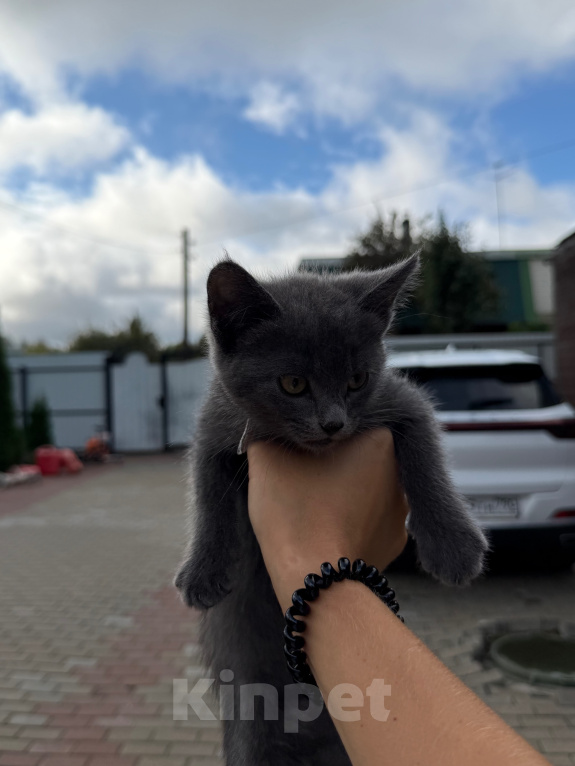 Кошки в Подольске: Отдам котенка в добрые руки Девочка, Бесплатно - фото 3
