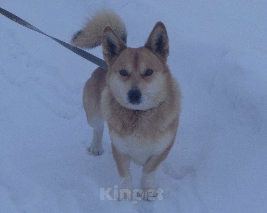 Собаки в Казани: потерялся мухтар! Мальчик, 888 888 руб. - фото 3