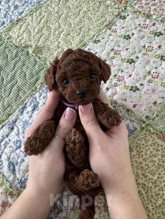 Собаки в Москве: Той-пудель тикап тэдди Мальчик, 200 000 руб. - фото 1