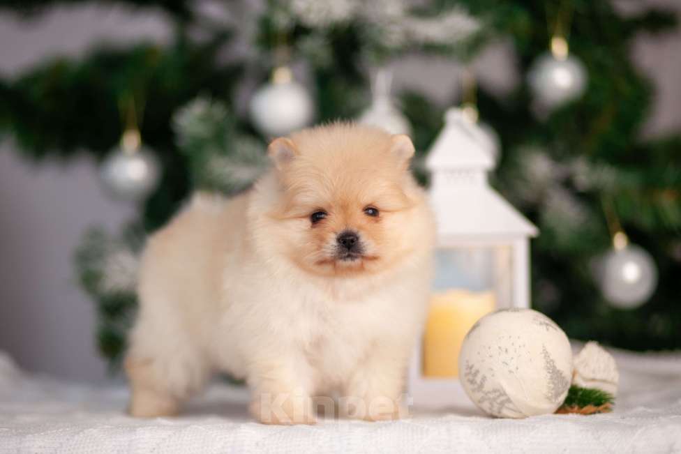 Собаки в Москве: Девочка померанского шпица Девочка, 40 000 руб. - фото 4