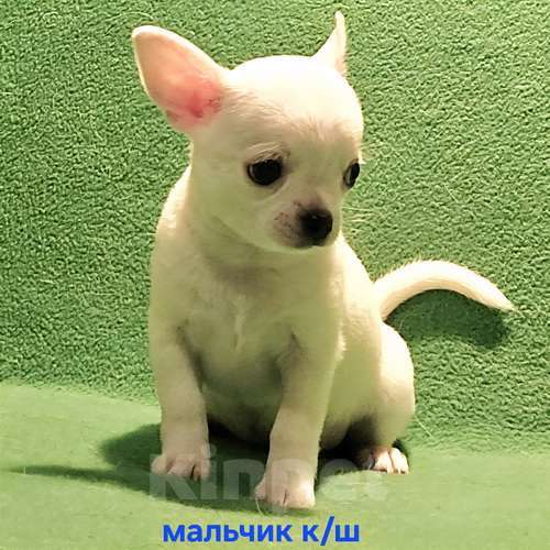 Собаки в Москве: Очаровательный мальчик чихуахуа. Мальчик, 30 000 руб. - фото 2
