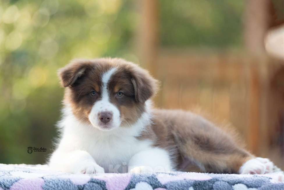 Собаки в Москве: австралийская овчарка аусси Мальчик, 50 000 руб. - фото 2