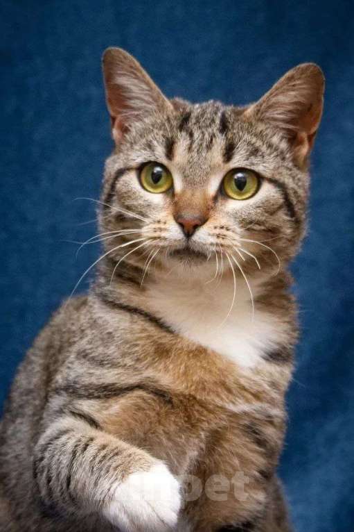 Кошки в Москве: Хвостатый источник позитива: Мирра ждет тебя Девочка, Бесплатно - фото 1