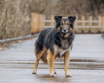 Собаки в других городах Московской области: Митяй — добрый пёс, который только учится жить по-настоящему Мальчик, Бесплатно - фото 5